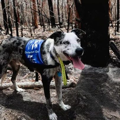 Austrália abre vaga para cão que pode se tornar herói dos coalas