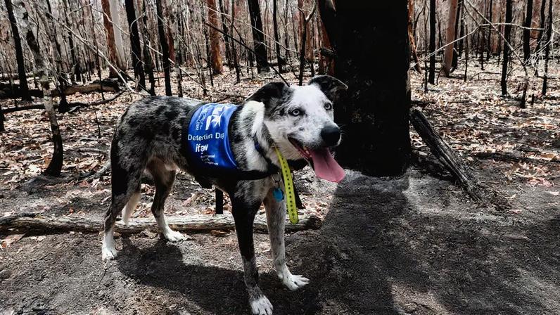 Austrália abre vaga para cão que pode se tornar herói dos coalas
