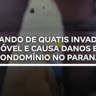 Quatis invadem condomínio e causam danos a imóveis