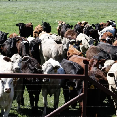 Parasita mortal é identificado em gado nos EUA e alerta à produção de carne