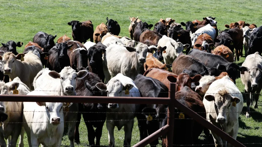 Vacas agrupadas atrás de uma cerca em uma fazenda de gado em Austin, Texas, EUA (Foto: EFE/EPA/ADAM DAVIS)