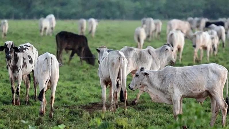 Grupo Prime Agro trabalha com nutrição animal e recuperação de solo para pastagens
