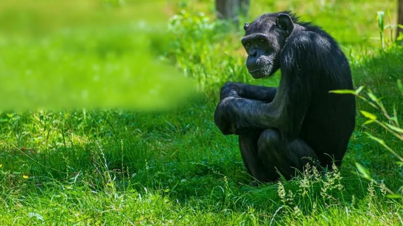 Um chimpanzé no Zoológico de Leipzig, onde inúmeras pesquisas foram realizadas desde 2004: projeto reúne 262 conjuntos de dados experimentais provenientes de 150 publicações científicas para ajudar a dar uma compreensão mais ampla da cognição e comportamento destes animais.