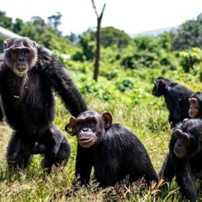 Santuário de chimpanzés na RDC combate Ebola com lençóis desinfetados