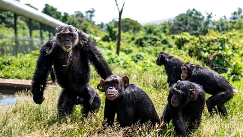 Santuário de chimpanzés na RDC combate Ebola com lençóis desinfetados