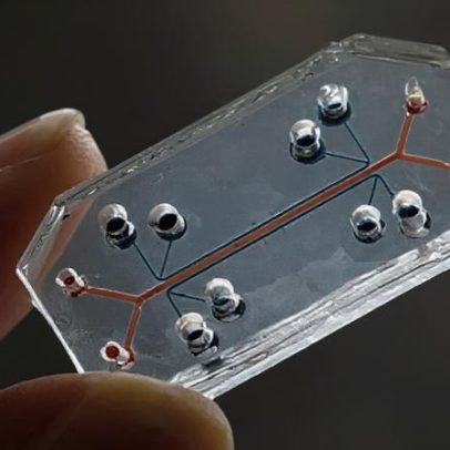 Harvard desenvolve chip que imita intestino humano para aplicações médicas