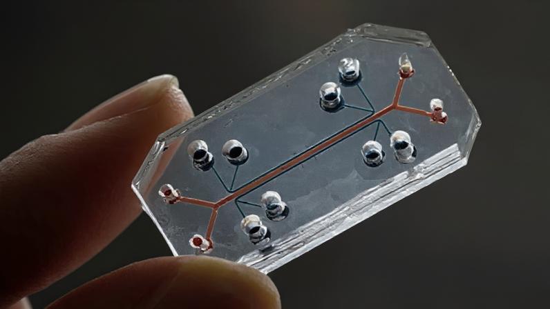 Imagem 1200x900 Recorte Chip