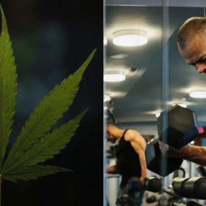 Proteína de cannabis pode ser opção mais saudável para ganho de massa muscular