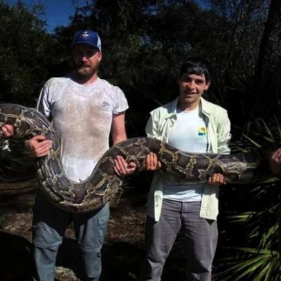 Cobras-espiãs ajudam pesquisadores a capturar centenas de pítons na Flórida