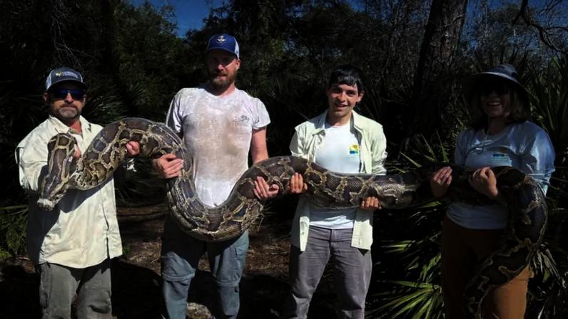 Cobras-espiãs ajudam pesquisadores a capturar centenas de pítons na Flórida