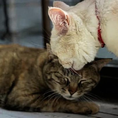 Estudo revela motivo inesperado para gatos se lamberem entre si