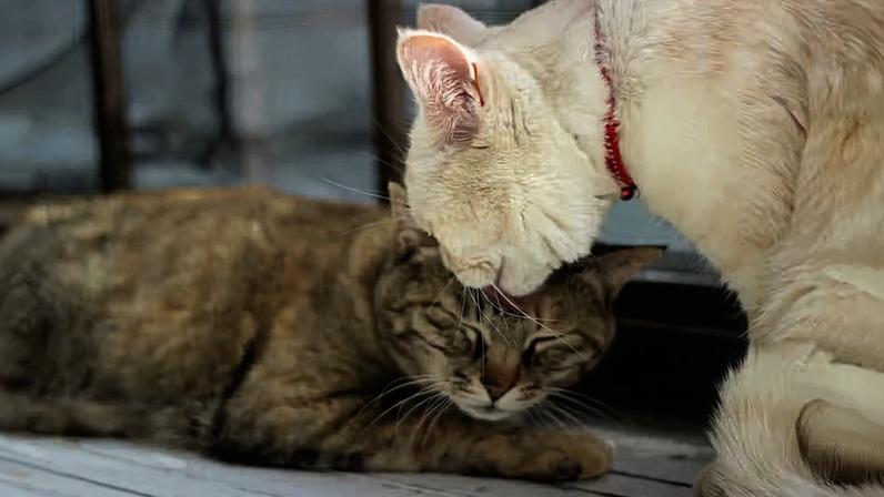 Chamado de “allogrooming”, o ato de um animal limpar, lamber ou coçar outro indivíduo da mesma espécie é um comportamento de relacionamentos sociais