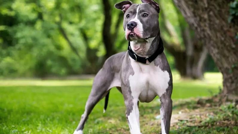 Personagens cativantes de X-Men inspiram nomes para cachorros