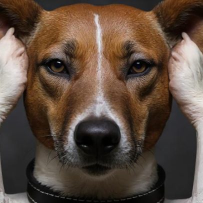 Fogos de artifício e pets: dicas para acalmar animais na Copa e São João