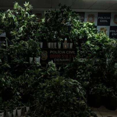 PCRS encontra estufa com 88 pés de maconha em Porto Alegre