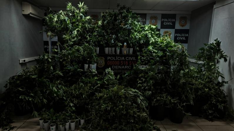 Imagem colorida,Cultivo de 88 pés de maconha em "grande estufa" é encontrado no RS- Metrópoles