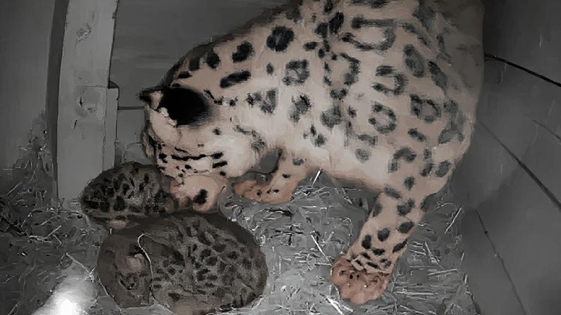 Royal Zoological Society of Scotland Black and white photo of snow leopard standing up and looking at twin cubs in their den. They are lying down on straw.