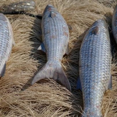 Pesca de tainha em arrasto de praia está suspensa