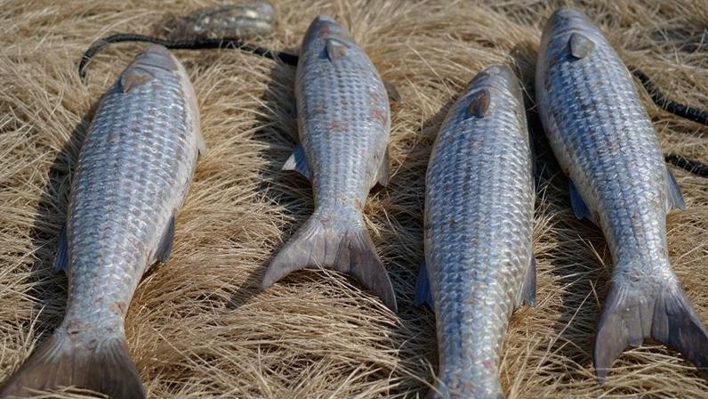 Pesca da tainha atinge 80% da cota na modalidade de permissionamento de arrasto de praia. Foto: Brenda Uliano/MPA