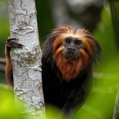 Rede global de tráfico mira macaco-dourado raro do Brasil