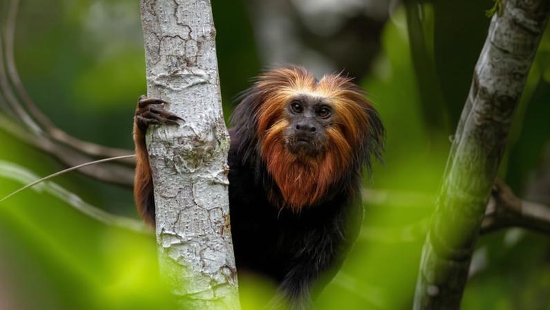 Rede global de tráfico mira macaco-dourado raro do Brasil