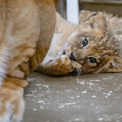 Tempo se esgota para nomear o novo filhote de leão do zoológico de Pittsburgh