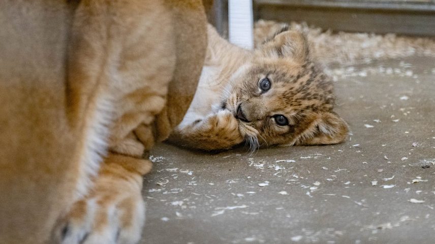 Lions Scarlett and Hondo at Pittsburgh Zoo & Aquarium welcomed a lion cub on April 5.