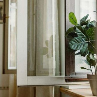 Não são cactos: plantas resistentes sobrevivem mesmo sem cuidado por semanas