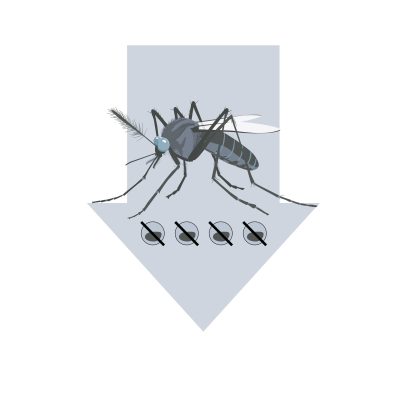 Google planeja liberar mosquitos em milhões; entenda por quê e como