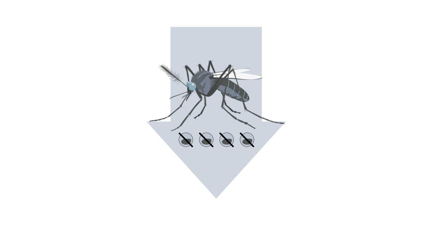 Google planeja liberar mosquitos em milhões; entenda por quê e como