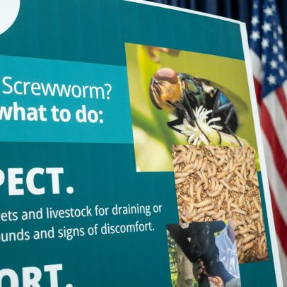 Risco da larva da mosca Screwworm para pets e como protegê-los