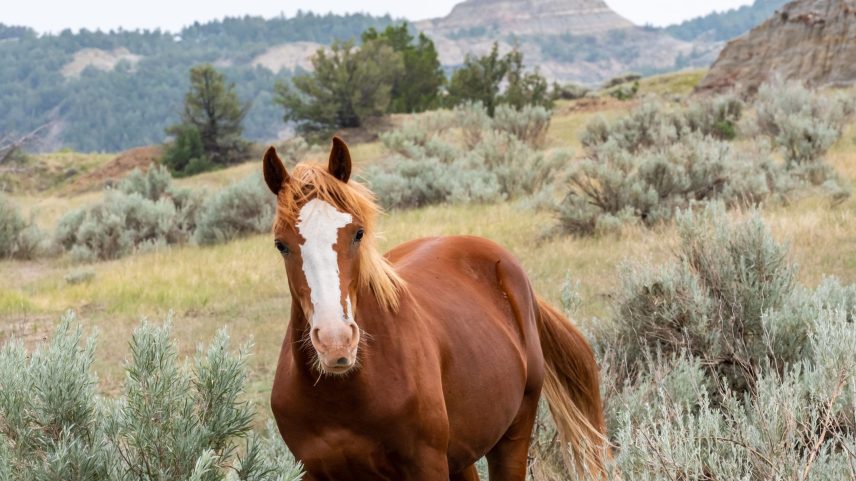 Theodore Roosevelt National Park, North Dakota: A herd of wild horses lives in the badlands of North Dakota.