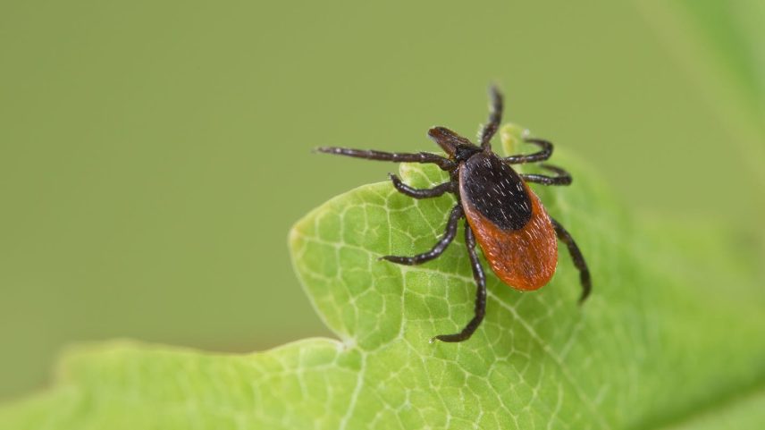 Carrier of tick-borne diseases such as encephalitis or Lyme disease.