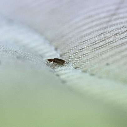 Estado americano com maior risco de percevejos: 10 áreas de maior incidência