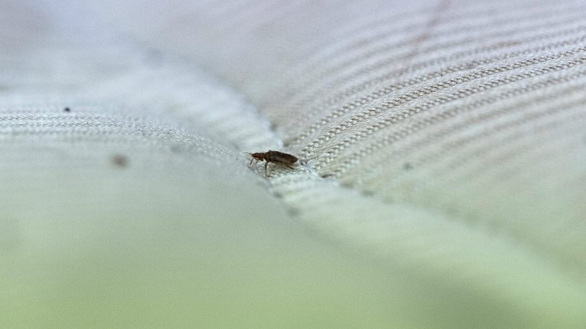 This photo taken on October 8, 2025, shows a bed bug crawling on a mattress at a laboratory.