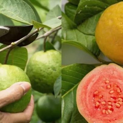 Qual fruta fortalece a saúde intestinal e a imunidade