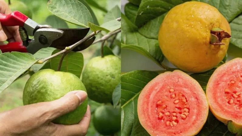 Goiaba caseira tem mais vitamina C e melhora até o intestino