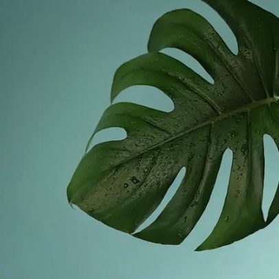 Aplicativos identificam espécies de plantas e doenças pelo celular