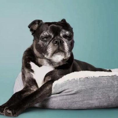 Cachorros idosos: 7 mudanças comportamentais comuns