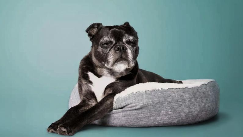A redução da energia é comum em pets idosos, que costumam alternar momentos de atividade com cochilos mais frequentes