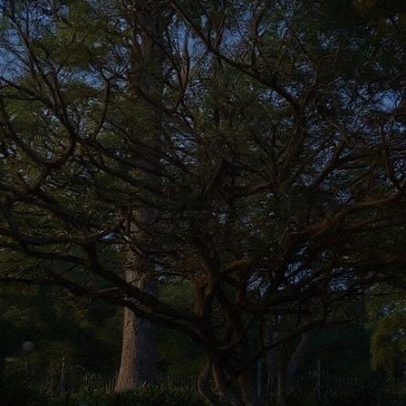 À noite, o perfume dessa árvore transforma o ambiente da casa