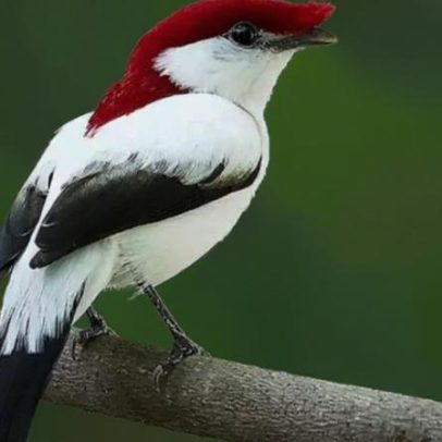 Pernambuco abriga algumas das aves mais raras do Brasil