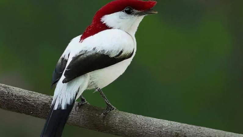Soldadinho do Araripe