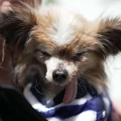 Cão mais velho do mundo dobra expectativa de vida e emociona França