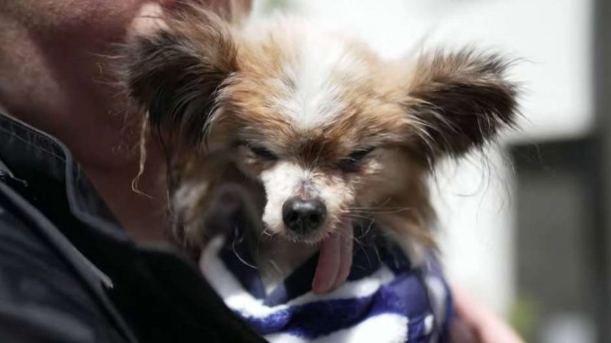 Conheça Lazare, o cão mais velho do mundo que viveu 30 anos nos Alpes Franceses. Descubra os segredos de estilo de vida e genética