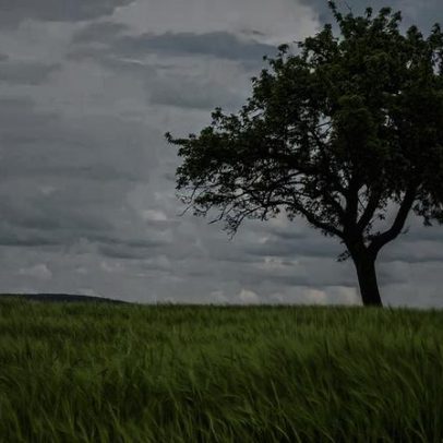 Mais árvores nem sempre significam mais pássaros, aponta estudo