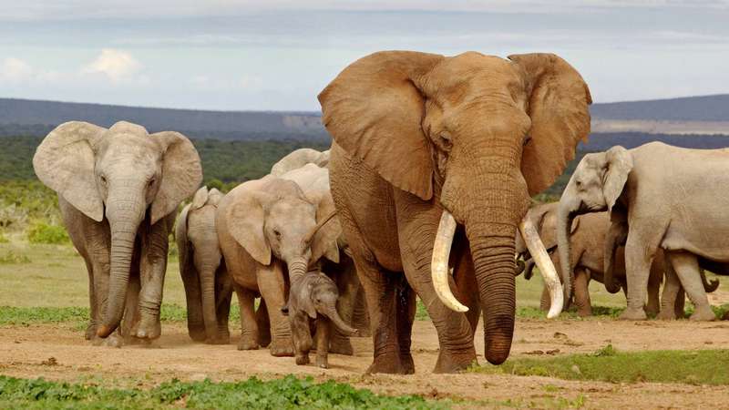 elefante – depositphotos.com / zambezi