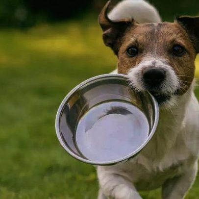 Pet com fome ou pedindo atenção? Saiba como identificar e agir