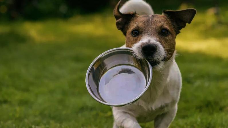 Fome ou hábito? Entenda como funciona a saciedade em cães e gatos e descubra quando o pet realmente precisa comer.