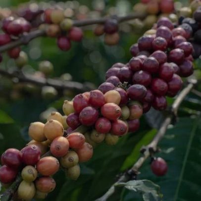 Aves ajudam a proteger plantações de café, revela pesquisa